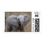 South African Baby Elephant postage