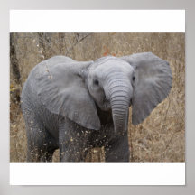 South African Baby Elephant Posters