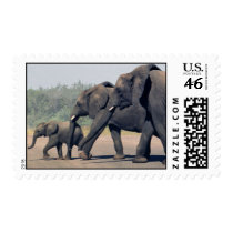 South African Elephants (medium) Postage Stamps