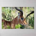 South African Impala profile