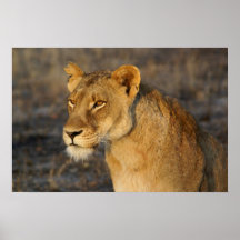 South African Lion Print