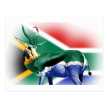 South African Springbock Flag Post Card