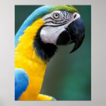 south america brazil iguacu natioanl park poster re62cd3427ae2453cafe86dde6253ab84 wvc 8byvr 150 Brazil