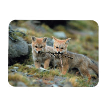 South America, Chile, Torres del Paine National Rectangle Magnet