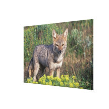 South America, Chile, Torres del Paine NP, Canvas Print