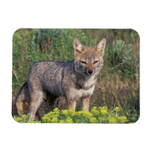 South America, Chile, Torres del Paine NP, Magnet
