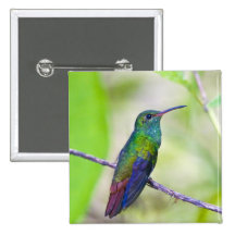 South America, Costa Rica, Sarapiqui, La Selva Pinback Button