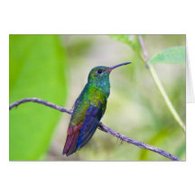 South America, Costa Rica, Sarapiqui, La Selva Greeting Card