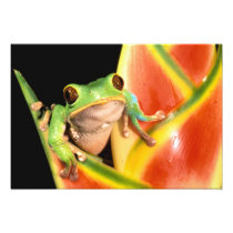 South America, Ecuador, Amazon. Tree frog