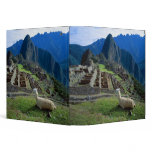 South America, Peru. A llama rests on a hill binders
