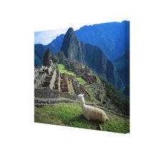 South America, Peru. A llama rests on a hill Gallery Wrapped Canvas