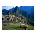 south america peru a llama rests on a hill postcard r00b7893f9ff846e491fc01d584d6a086 vgbaq 8byvr 150 Peru
