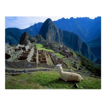 South America, Peru. A llama rests on a hill Postcard