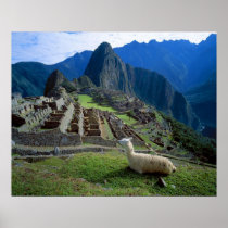 South America, Peru. A llama rests on a hill