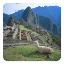 South America, Peru. A llama rests on a hill Sticker
