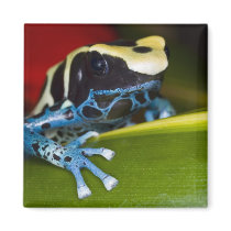 South America, Republic of Surinam. Close-up Fridge Magnet