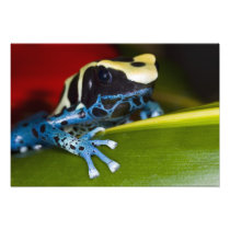 South America, Republic of Surinam. Close-up