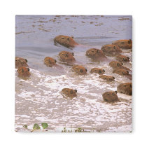 South America, Venezuela, Llano region. Fridge Magnets