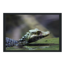 South American Caiman posters