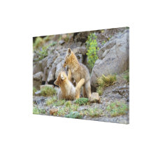 South American Gray Fox (Lycalopex griseus) pair 2 Gallery Wrap Canvas