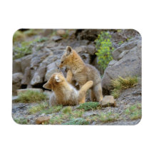 South American Gray Fox (Lycalopex griseus) pair 2 Magnet