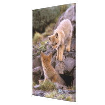 South American Gray Fox (Lycalopex griseus) pair Gallery Wrap Canvas