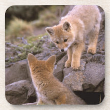 South American Gray Fox (Lycalopex griseus) pair Coaster