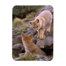South American Gray Fox (Lycalopex griseus) pair Rectangle Magnets