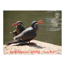 South American Wildlife - Inca Tern posters