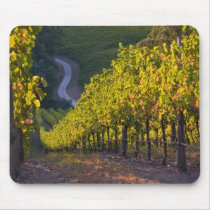 South Australia, Adelaide Hills, Summertown. 2
