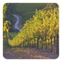 South Australia, Adelaide Hills, Summertown. 2