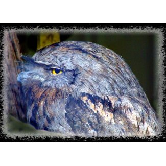 South Australian wild birds card