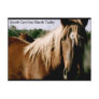 South Carolina Marsh Tacky Postcard