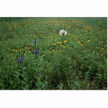 South Dakota Wildflowers