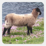 South Devon Coast Lamb Standing In Pinks Square Stickers