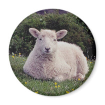 South Devon Lamb Resting On Remote Coastpath Fridge Magnet
