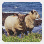 South Devon Two Lambs On coast Path Cliff Edge Stickers