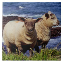 South Devon Two Lambs On Coast Path On Cliff Edge Tiles