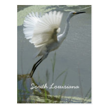 South Louisiana Postcards