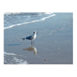 South Padre Beaches posters