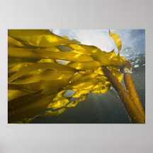 South side of Ewing Island, San Juan Islands, Posters