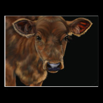 South West Calf postcards