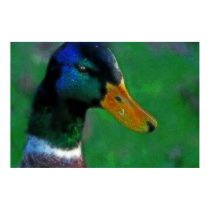 Southbound Mallard Print by sruhs Southbound Mallard Print