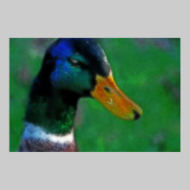 Southbound Mallard Print posters