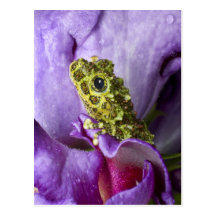 Southeast Vietnam. Close-up of mossy tree frog Post Cards