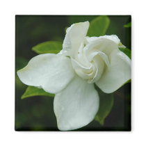 Southern Belle Magnets