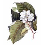 rose, flower, gardens, gardener, gardening,