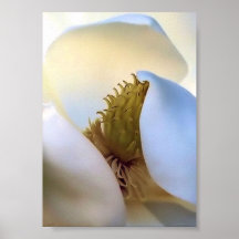 Southern_Belle_Southern_Magnolia_Photo_5x7" Posters