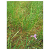 Southern blue flag iris flyer