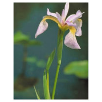 Southern blue flag iris flyer